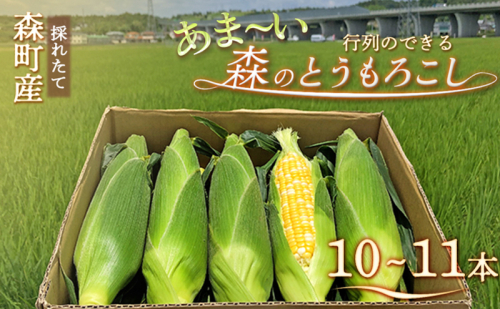 とうもろこし 先行予約 森のとうもろこし 10～11本 しんちゃん農園 大人気 甘い 野菜 夏野菜 旬 夏 高糖度 産地直送 旬の野菜 季節の野菜 おやつ 行列のできる コーン 先行 予約 2025 2025年 静岡 冷蔵 冷蔵配送 1165499 - 静岡県森町