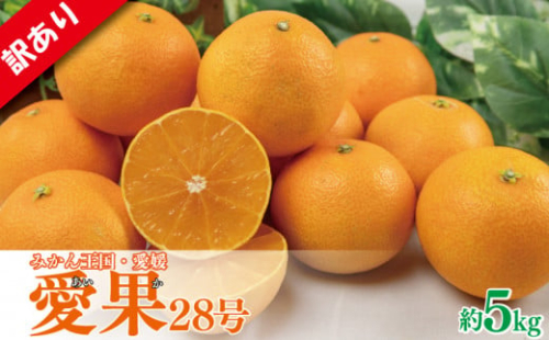【先行予約】【2025年11月下旬以降順次発送】 訳あり みかん 愛果28号 約5kg あいか アイカ みかん 紅まどんな 紅マドンナ と同品種 柑橘 果物 くだもの フルーツ みかん ミカン mikan mican 不揃い 傷 ワケアリ 訳アリ 愛媛県 松山市