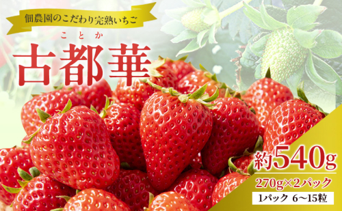 【先行予約】いちご 完熟 古都華 約540g(270g× 2パック ) 佃農園のこだわり 高評価 フルーツ 果物 旬 産地直送 旬の果物 おやつ デザート ことか イチゴ 冷蔵 冷蔵配送 奈良県 大和郡山市 116743 - 奈良県大和郡山市