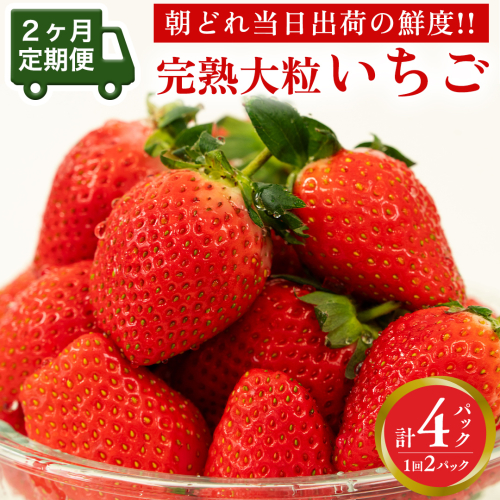 【 2ヶ月 定期便 】完熟 いちご 2パック ( 大粒 ) 先行予約 大粒 イチゴ 苺 フルーツ 果物 かおり野 とちおとめ やよいひめ [AF099ci] 1169795 - 茨城県筑西市