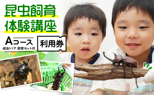【幼児～小学生対象】昆虫飼育体験講座Aコース（昆虫成虫1ペアと飼育セット付き＜体験：7月～9月の各日曜日＞）ご利用券（1名様） 体験チケット 生き物 子供 キッズ  1172814 - 京都府南山城村
