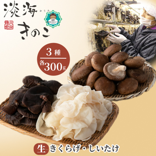 【D-709】共栄精密　淡海きのこ　生きのこセット 生きくらげ・生しいたけ（よかもんパッケージ入り）［高島屋選定品］ 1172859 - 滋賀県高島市