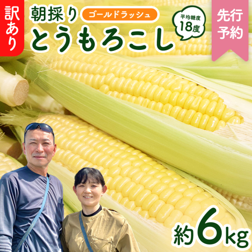 【先行予約 2026年6月下旬以降発送 】 【 令和8年産 】 【 訳あり 】 朝採り とうもろこし （ ゴールドラッシュ ） 約 6kg トウモロコシ スイートコーン コーン 野菜 産地直送 期間限定 岩田さん 昼めし旅 [AX021ya] 1173658 - 茨城県八千代町