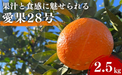 愛果28号 約2.5kg 東温市産 サイズお任せ 「 紅まどんな 」の同一品種（品種名： 愛媛果試28号 ） 今が旬 農園直送 みかん 人気 数量限定 先行予約 愛媛みかん かんきつ 愛媛県 フルーツ 果物 くだもの 甘い  1177674 - 愛媛県東温市