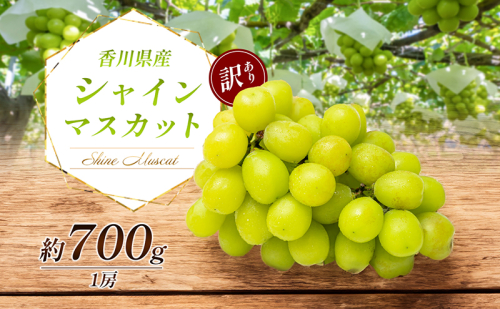 訳あり シャインマスカット 700g 1房 家庭用 香川県産 ぶどう ブドウ 葡萄 マスカット フルーツ 果物 くだもの 旬のフルーツ 旬の果物 不揃い 訳アリ 香川 香川県 東かがわ市 118017 - 香川県東かがわ市
