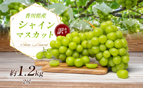 訳あり シャインマスカット 1.1kg 2房 家庭用 香川県産 ぶどう ブドウ 葡萄 マスカット フルーツ 果物 くだもの 旬のフルーツ 旬の果物 不揃い 訳アリ 香川 香川県 東かがわ市 118020 - 香川県東かがわ市