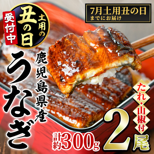 【0124314a-2507】＜7月土用丑の日までにお届け＞東串良町のうなぎ蒲焼(無頭)(2尾・計約300g・タレ、山椒付)うなぎ 高級 ウナギ 鰻 丑の日 国産 蒲焼 蒲焼き たれ 鹿児島 ふるさと 人気【アクアおおすみ】 1183228 - 鹿児島県東串良町