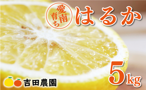 数量限定 先行予約 はるか 5kg 10000円 みかん mikan 蜜柑 ミカン 国産 産地直送 農家直送 期間限定 特産品 ゼリー ジュース アイス 等に 人気 限定 フルーツ 果物 柑橘 甘い おいしい ジューシー お取り寄せ ギフト プレゼント サイズ ミックス 愛南町 愛媛県 吉田農園 1184668 - 愛媛県愛南町