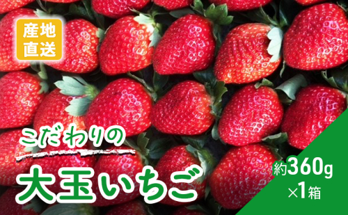 農家直送！こだわりの大玉いちご　約360g×1箱 果物類 フルーツ 果物  1185059 - 岐阜県海津市