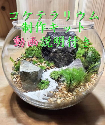 コケテラリウム制作キット直径15cm 動画説明付き〈コケ 苔 こけ 植物 初心者 インテリア 手作り セット キッド 雑貨 日用品〉  1185117 - 京都府宇治田原町