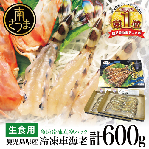 【鹿児島県産】活〆 冷凍車海老 300g（生食用） えび クルマエビ 海鮮 刺身 寿司 天ぷら 塩焼き エビフライ 南さつま市 1188773 - 鹿児島県南さつま市