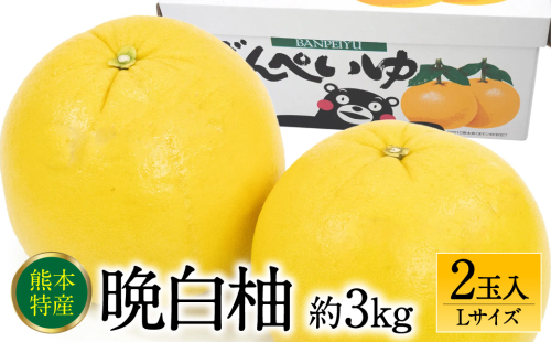 【先行予約】 熊本県八代市産 晩白柚 Lサイズ 2玉入り 約3kg 果物 くだもの フルーツ 柑橘類 青果物 特産品 お取り寄せ 【2025年12月中旬より順次発送】 1193744 - 熊本県八代市