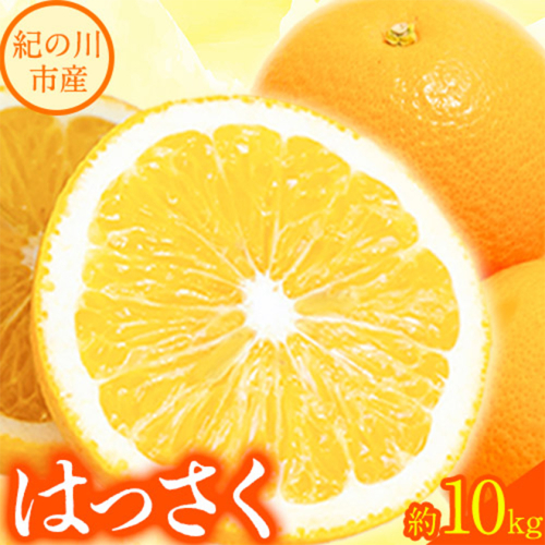【先行予約】八朔 約10kg m&n果実園《2026年1月下旬-3月中旬頃出荷》和歌山県 紀の川市 果物 フルーツ はっさく 柑橘類 送料無料 1194753 - 和歌山県紀の川市