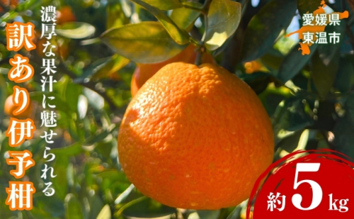 訳あり伊予柑 約5kg 東温市産 サイズお任せ 今が旬 農園直送 みかん 人気 数量限定 先行予約 柑橘 蜜柑 ミカン 愛媛みかん かんきつ 国産 愛媛県 産地直送 フルーツ 果物 くだもの 甘い 5キロ箱 大粒 果実  1197941 - 愛媛県東温市