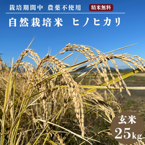 自然栽培米 ヒノヒカリ 玄米 25kg 　京都府・亀岡産 令和6年産 栽培期間中農薬不使用 ※離島への配送不可 1203290 - 京都府亀岡市