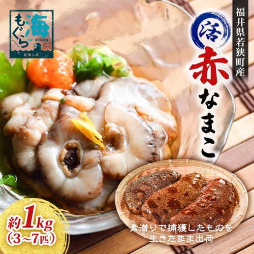 【福井県若狭町産】活 赤なまこ 約1kg(3~7匹) 海の幸 新鮮 海産物 素潜り捕獲 食材 つまみ 酒のあて 酒の肴 お酒のお供 1209501 - 福井県若狭町