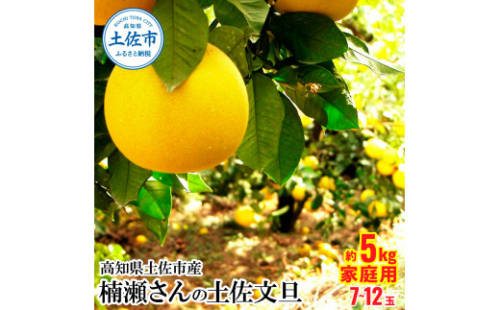 【先行予約】高知県土佐市産 楠瀬さんの土佐文旦 家庭用 約5kg 期間限定 高知 土佐 文旦 ぶんたん ブンタン 柑橘 みかん 果物 5キロ 7～12玉 フルーツ 旬 不揃い ご自宅用 常温 1212188 - 高知県土佐市