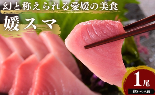 愛媛県産養殖「媛スマ」 魚介類 全身トロ 高級魚 臭みのない きめ細やか 脂 なめらか 柔らかい 美味しい 魚 漁獲 幻の魚 上品  1217560 - 愛媛県東温市