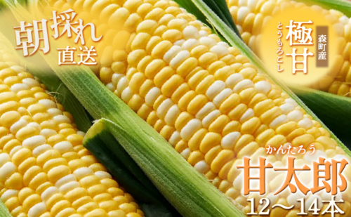 とうもろこし 先行予約 森の甘太郎 12～14本 朝採り 森のとうもろこし 朝どれ 甘い 野菜 夏野菜 旬 夏 産地直送 旬の野菜 季節の野菜 新鮮野菜 おやつ コーン 先行 予約 2025 2025年 静岡 森町 冷蔵 冷蔵配送 1219048 - 静岡県森町