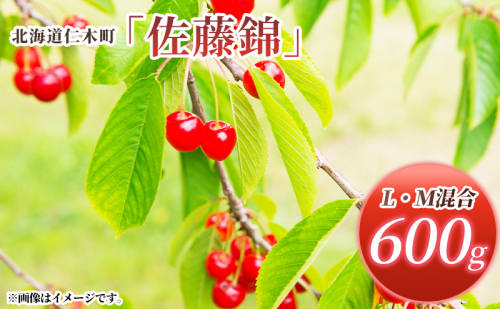 北海道 仁木町産 さくらんぼ 佐藤錦 600g (300g×2パック) L・M混合 旬 桜桃 産地直送 サクランボ チェリー フルーツ 果物 果物類 ギフト 仁木町 仁木 [松山商店] 1219647 - 北海道仁木町