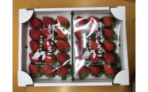 農家直送！ 静岡いちご　糖度13～14度 　1040g 程度 (520g程度×ホールパック2パック)　甘くて地元大人気！やみつきリピーター多数　御前崎産 1226555 - 静岡県御前崎市