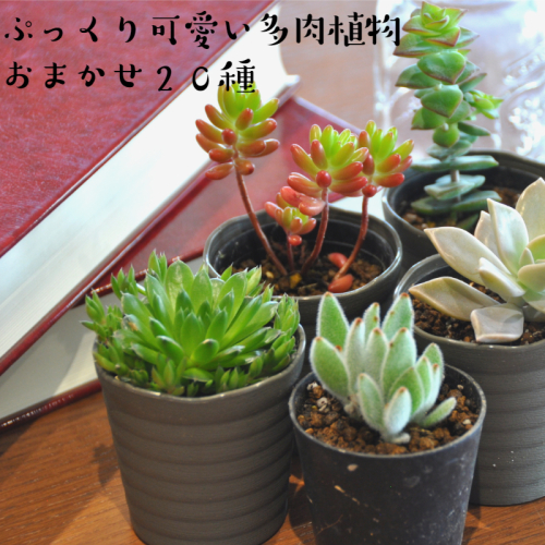 160.おまかせ多肉植物詰め合わせ（20種）(A160-1) 123307 - 和歌山県有田市