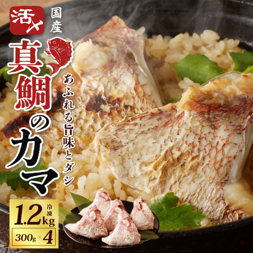 国産 活〆養殖 真鯛のカマ 合計1.2kg【小分け 300g×4P 訳あり サイズ不揃い 冷凍】 G1711 1233132 - 大阪府泉佐野市