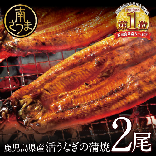 【鹿児島県産】活うなぎの蒲焼2尾  鰻 ウナギ うな重 うな丼 蒲焼 かば焼き 南さつま市 123630 - 鹿児島県南さつま市