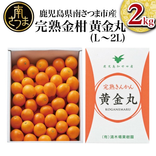 ◆先行受付◆ 2月～3月末発送【鹿児島県南さつま市産】完熟金柑 黄金丸 約2kg（L～2L) きんかん 柑橘 旬 フルーツ 果物 常温 南さつま市 123703 - 鹿児島県南さつま市