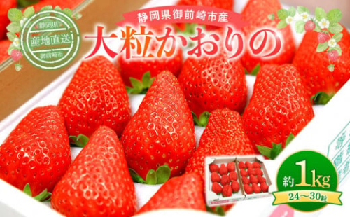 【2024年2月中旬～2024年4月中旬発送予定】「かおりの」大粒　満足セット 1kg 1237749 - 静岡県御前崎市