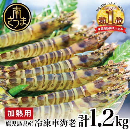 【鹿児島県産】冷凍車海老 1.2kg （加熱用） 車エビ 車えび くるまえび 海老 冷凍 南さつま市 123855 - 鹿児島県南さつま市