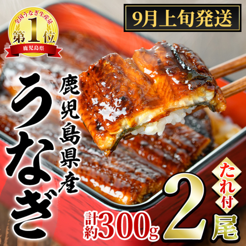 【0124326a-2509】＜9月上旬発送予定＞東串良町のうなぎ蒲焼(無頭)(2尾・計約300g・タレ、山椒付) うなぎ 高級 ウナギ 鰻 国産 蒲焼 蒲焼き たれ 鹿児島 ふるさと 人気【アクアおおすみ】 1240155 - 鹿児島県東串良町