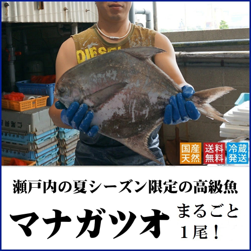 マナガツオ1尾【令和7年7月頃からの出荷分受付中！】【B-4】 12412 - 香川県多度津町