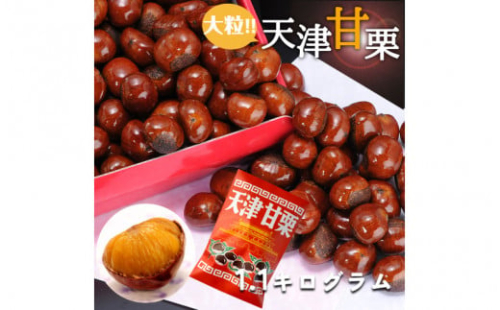 天津甘栗 1.1kg ／ 焼きたて 栗 くり マロン 秋 おやつ 栗爪 殻付き お菓子 おつまみ 人気 高リピート 小分け 栗ご飯 栗きんとん 甘露煮 こだわり 手軽 おためし お試し