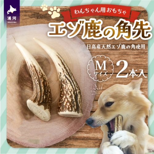 エゾ鹿の角先 Mサイズ×2本セット(1本物)[54-1364] 1246034 - 北海道浦河町