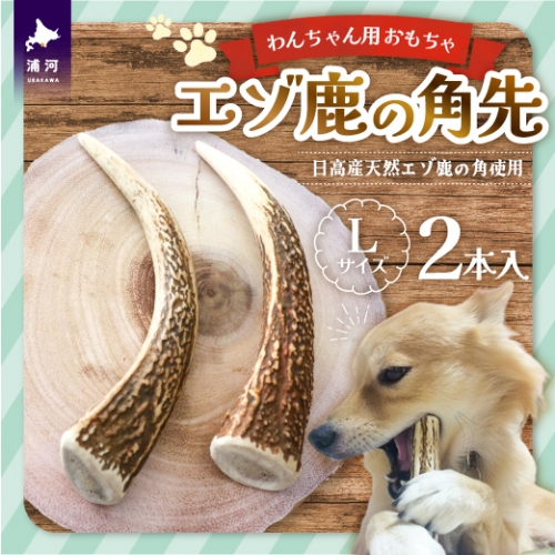 エゾ鹿の角先 Lサイズ×2本セット(1本物)[54-1365] 1246037 - 北海道浦河町