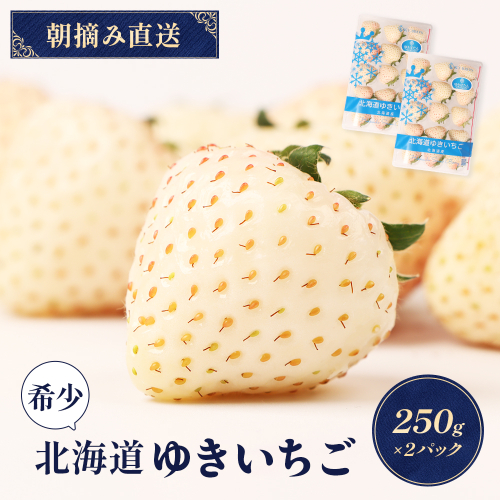 【受注後、随時発送！】【北海道産】ゆきいちご（白いちご） 2Pセット 250g×2 計500g 苺 イチゴ 白いちご 一季成りイチゴ ゆきぼたん パールホワイト 希少 高級 ギフト お取り寄せ ふるさと納税 北海道 中標津【59001】 1248213 - 北海道中標津町
