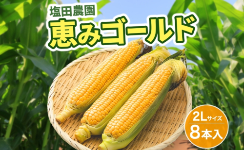 北海道産 とうもろこし 恵味 ゴールド 2L 8本 8月下旬～9月末頃お届け 朝採り 恵味 めぐみトウモロコシ スイート コーン 甘い 新鮮 先行受付 夏 野菜 産地直送 塩田農園 送料無料 北海道 洞爺湖町  124976 - 北海道洞爺湖町