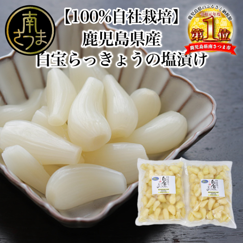 【鹿児島県産】白宝らっきょうの塩漬け 900g×2P 125015 - 鹿児島県南さつま市