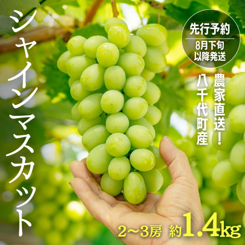 【 先行予約 8月下旬以降発送 】 農家直送 ! 八千代町産 シャインマスカット 約 1.4kg （ 2～3房 ） マスカット フルーツ 果物 2025予約 ぶどう ブドウ 葡萄 フルーツ ふるさと納税 [AJ003ya] 1254080 - 茨城県八千代町