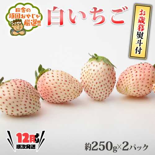 ＜お歳暮熨斗付＞白いちご約250ｇ×2パック 【令和6年12月より発送開始】 田舎の頑固おやじが厳選！ 茨城県 県産 つくばみらい市 人気 厳選 果物 くだもの 旬 旬の果物 旬のフルーツ 白イチゴ 白いちご 白苺 いちご イチゴ 苺 熨斗 熨斗付き お歳暮 御歳暮 冷蔵 送料無料 [BI246-NT] 1255288 - 茨城県つくばみらい市