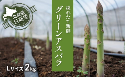 L 約2kg ( 500g x 4袋 )グリーンアスパラ < 北海道 日高門別産 > アスパラガス アスパラ 春野菜 春 朝採り 朝採れ 新鮮 農協 JA 直送 野菜 1257285 - 北海道日高町