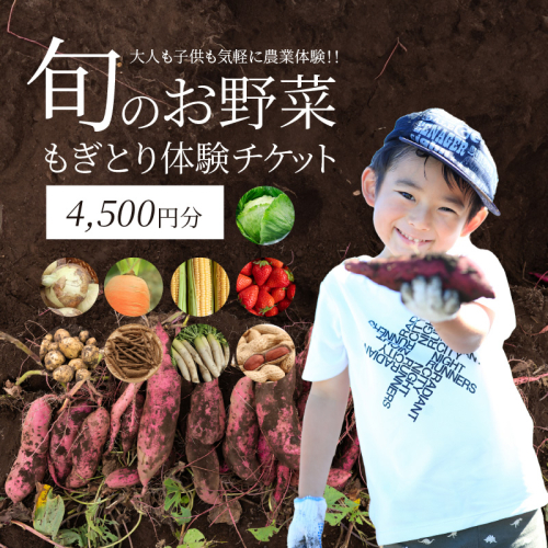【旬のお野菜・もぎとり体験チケット 4,500円分】何名様でもご利用可能！ 野菜 農業体験 収穫 畑 農園 チケット 体験 プレゼント H025-011 1257779 - 愛知県碧南市
