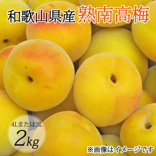 【梅干・梅酒用】（4Lまたは3L−2Kg）熟南高梅＜2025年6月上旬～7月上旬ごろに順次発送予定＞ 127783 - 和歌山県北山村