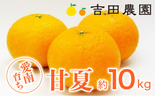 数量限定 先行予約 甘夏 10kg 11000円 みかん あまなつ 夏みかん グレープフルーツ だいだい 事前 予約 受付 産地直送 国産 農家直送 糖度 果樹園 期間限定 特産品 ゼリー マーマレード ピール ジュース デザート 人気 甘い おいしい フルーツ 果物 柑橘 蜜柑 愛南町 愛媛県 吉田農園 129251 - 愛媛県愛南町