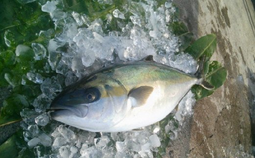 No.2098-1 ふる里館 ヒラマサ1尾セット（三枚おろし） 1293256 - 鹿児島県錦江町
