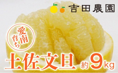 数量限定 先行予約 土佐文旦 9kg 14000円 みかん 文旦 ぶんたん 国産 産地直送 農家直送 期間限定 ビタミン 特産品 人気 限定 さわやか 甘い フルーツ 果物 果実 柑橘 蜜柑 糖度 果樹園 おいしい 愛媛 みかん ブランド オレンジ 大小 サイズ ミックス ゼリー ジュース マーマレード 人気 限定 果肉 歯ごたえ 先行 予約 事前 受付 愛南町 愛媛県 吉田農園 129423 - 愛媛県愛南町