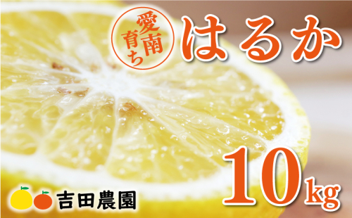 数量限定 先行予約 はるか 10kg 18000円 みかん mikan 蜜柑 ミカン 国産 産地直送 農家直送 期間限定 特産品 ゼリー ジュース アイス 等に 人気 限定 フルーツ 果物 柑橘 甘い おいしい ジューシー お取り寄せ ギフト プレゼント サイズ ミックス 吉田農園 愛南町 愛媛県 129430 - 愛媛県愛南町