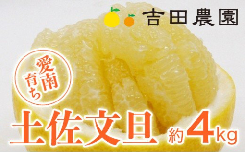 数量限定 先行予約 土佐文旦 4kg 8000円 みかん 文旦 ぶんたん 国産 産地直送 農家直送 期間限定 ビタミン 特産品 人気 限定 さわやか 甘い フルーツ 果物 果実 柑橘 蜜柑 糖度 果樹園 おいしい 愛媛 みかん ブランド オレンジ 大小 サイズ ミックス ゼリー ジュース マーマレード 果肉 歯ごたえ 先行 予約 事前 受付 吉田農園 愛南町 愛媛県 129437 - 愛媛県愛南町