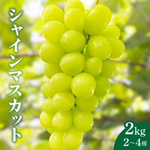 先行予約≪期間限定≫都農町産シャインマスカット(計2kg) ぶどう 果物 国産_T010-001 1294426 - 宮崎県都農町